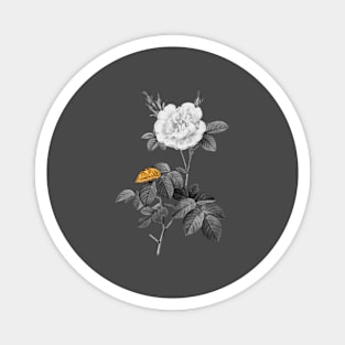 Black and Gold Leaf - Blooming White Rose - Vintage Botanical Magnet